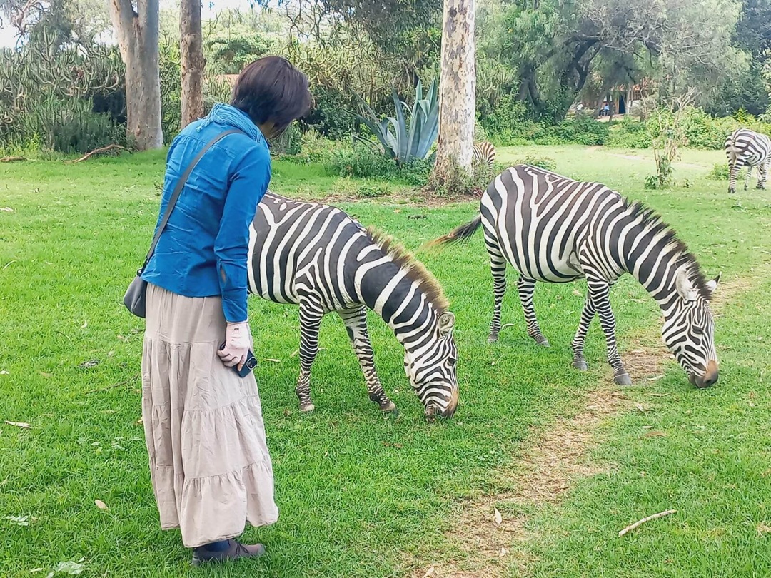 zebra kenya picturesque africa